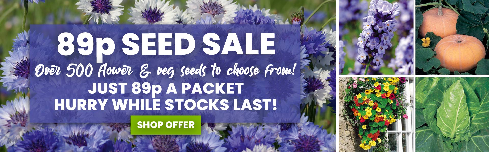 Suttons: Vegetable Seeds, Flowers & Bedding Plants Online 