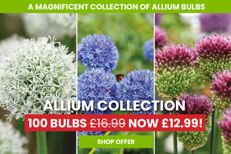 Allium Bumper Pack