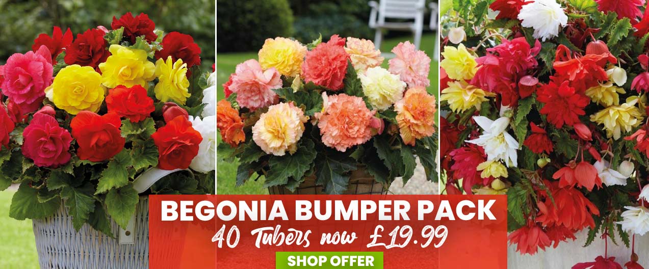 Begonia Bumper Pack