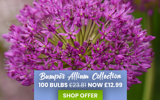 Bumper Allium Collection