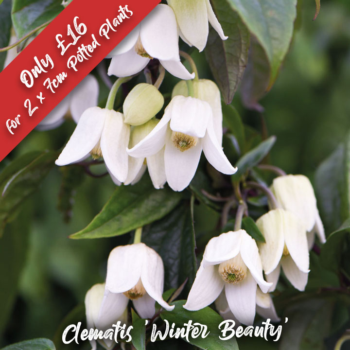 DOTW Clematis urophylla 'Winter Beauty'