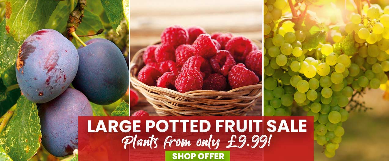 LARGE Potted Fruit SALE