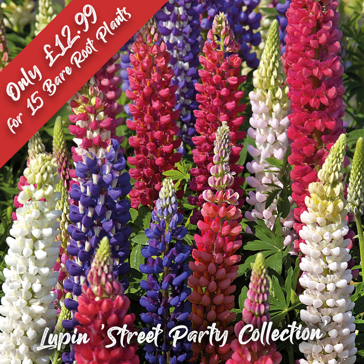 DOTW Lupin 'Street Party Collection'