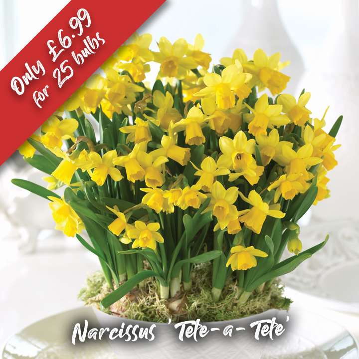 DOTW Narcissus 'Tete-a-Tete'