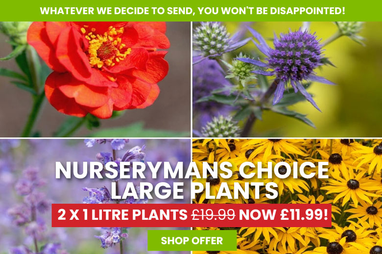 Nurserymans Choice Perennial Cottage Garden Collection