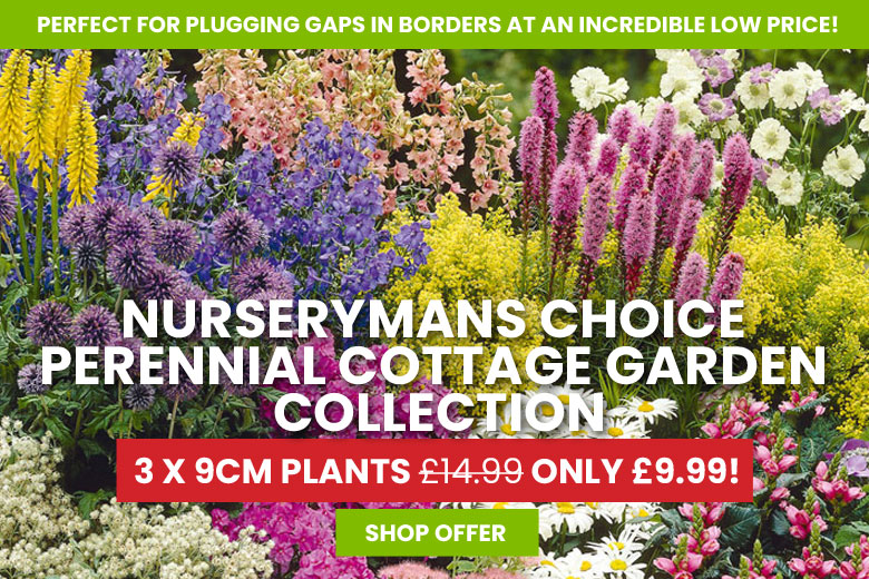 Nurserymans Choice Perennial Cottage Garden Collection