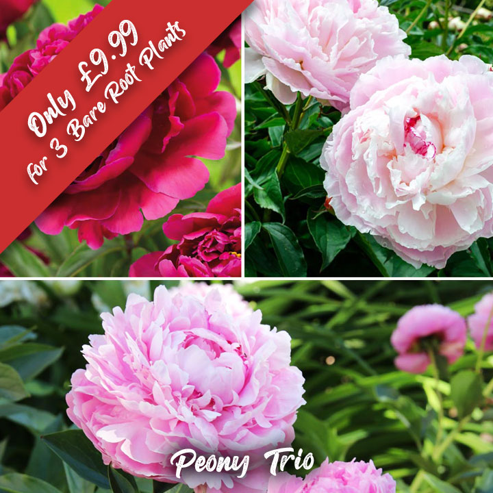 DOTW Peony Trio