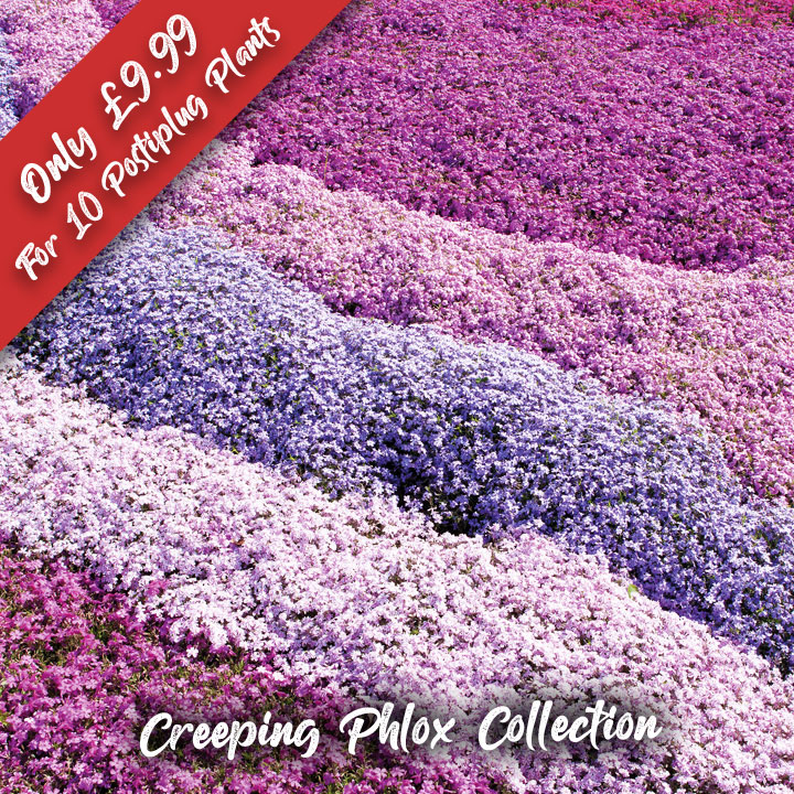 DOTW Creeping Phlox Collection