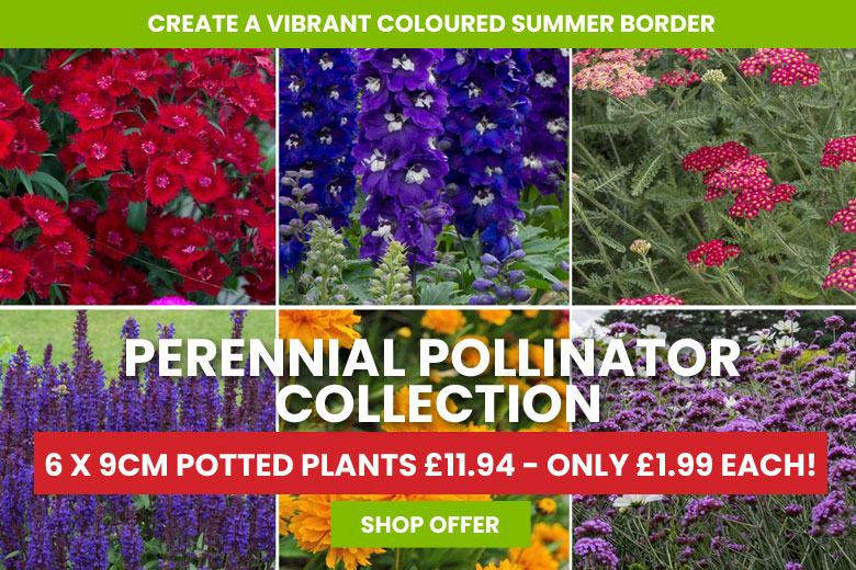 Suttons: Vegetable Seeds, Flowers & Bedding Plants Online | Suttons