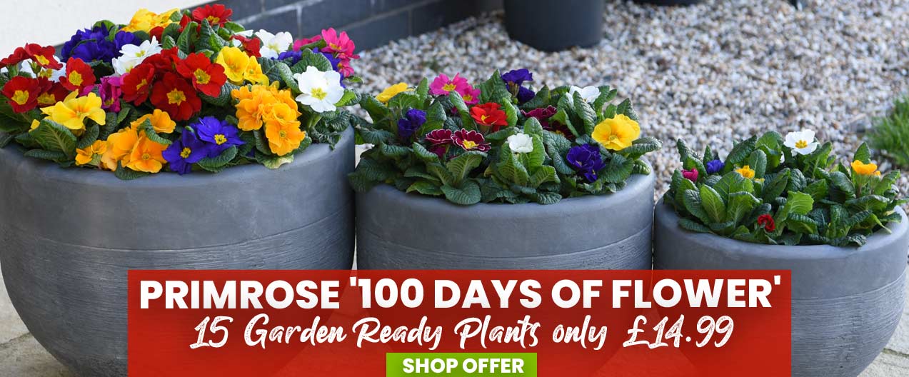 Primrose '100 Days of Flower'
