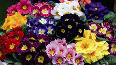 Autumn & Winter Bedding Plants