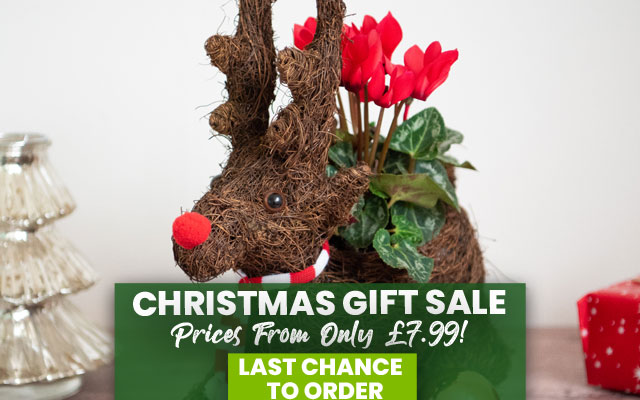 Christmas Gift SALE - Gifts from £7.99