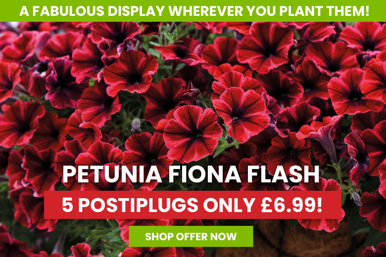 Suttons: Vegetable Seeds, Flowers & Bedding Plants Online | Suttons