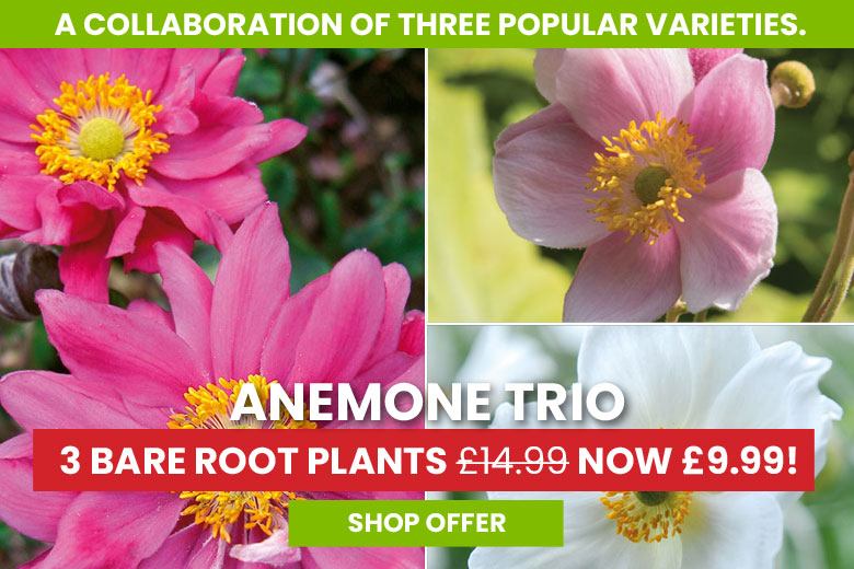 Anemone Trio