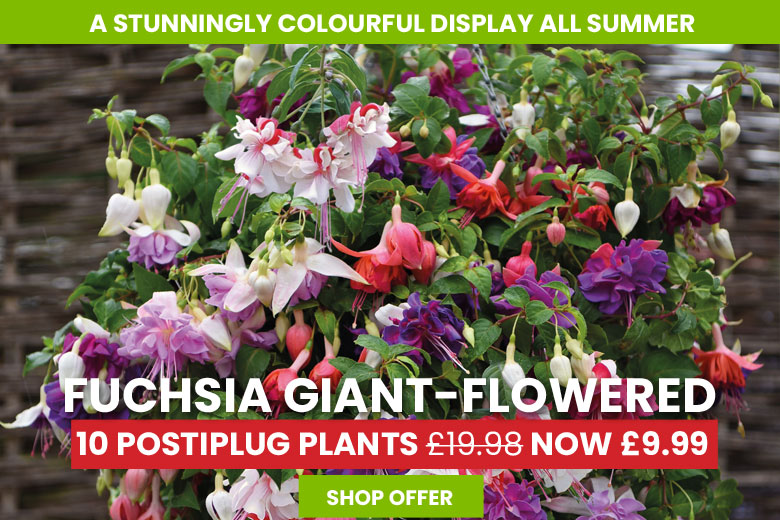 Fuchsia Giant-Flowered Collection