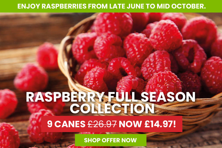 Raspberry Full Season