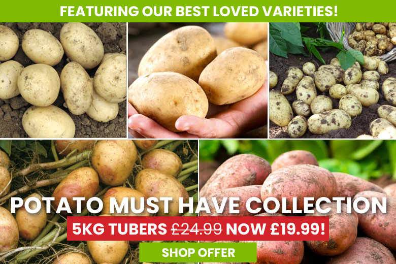 Potato Must Have Collection