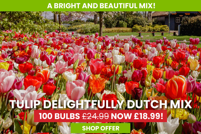 Tulip Delightfully Dutch Mix