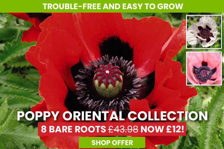 Poppy Oriental Collection