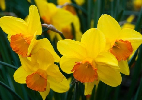 What Are the Earliest Blooming Spring Bulbs? - Dengarden