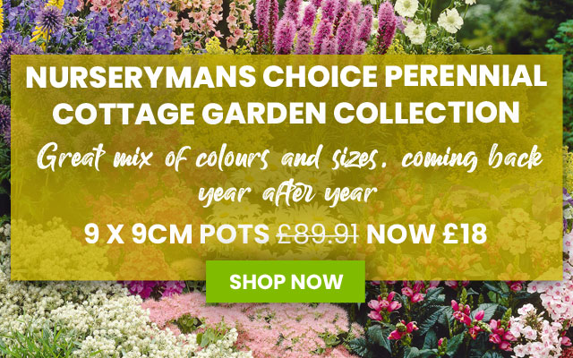 Suttons: Vegetable Seeds, Flowers & Bedding Plants Online | Suttons