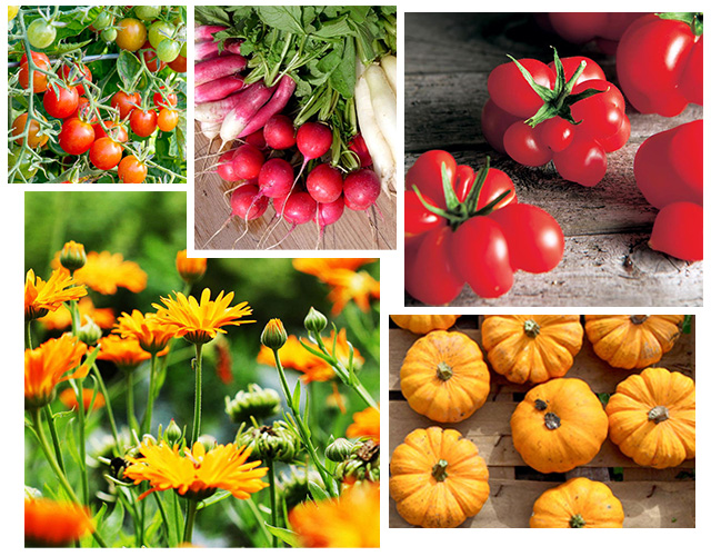 New Seeds Ranges Suttons Vegetable & Flower Seeds Suttons