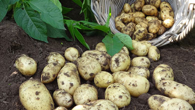 View All Seed Potatoes