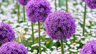 Spring Flowering Bulbs