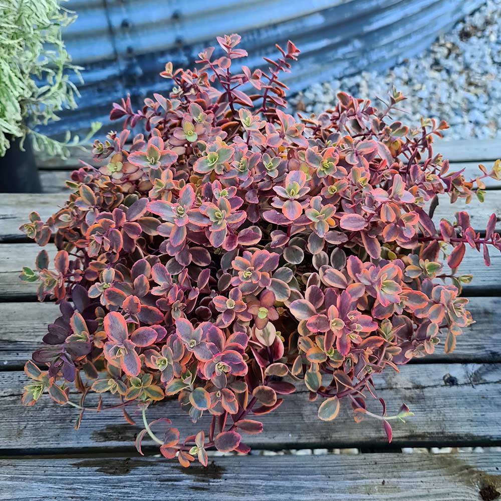 Uk Most Popular Sedum