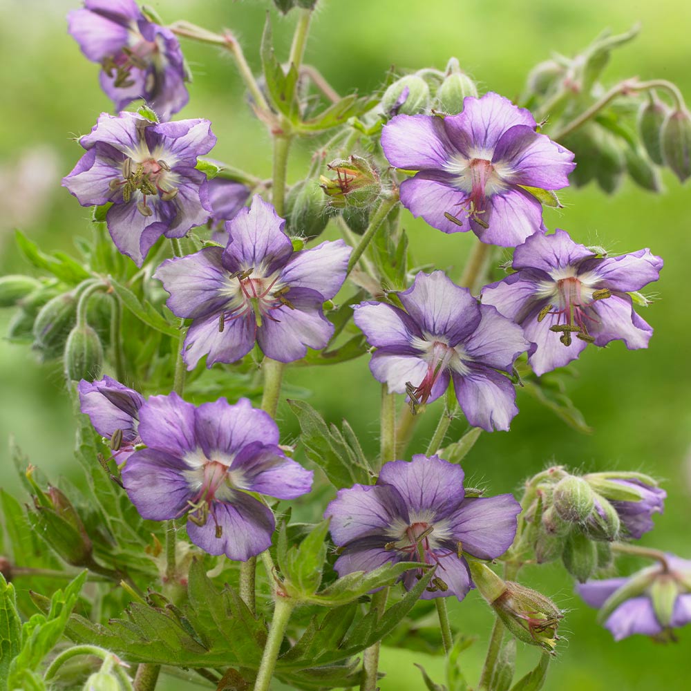 Geranium Plant - Censation Kora | Suttons