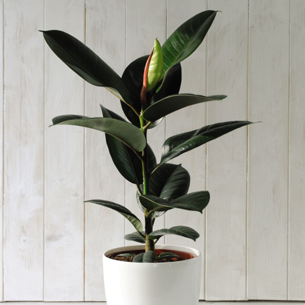 How to Care for a Rubber Tree - A Beautiful Mess
