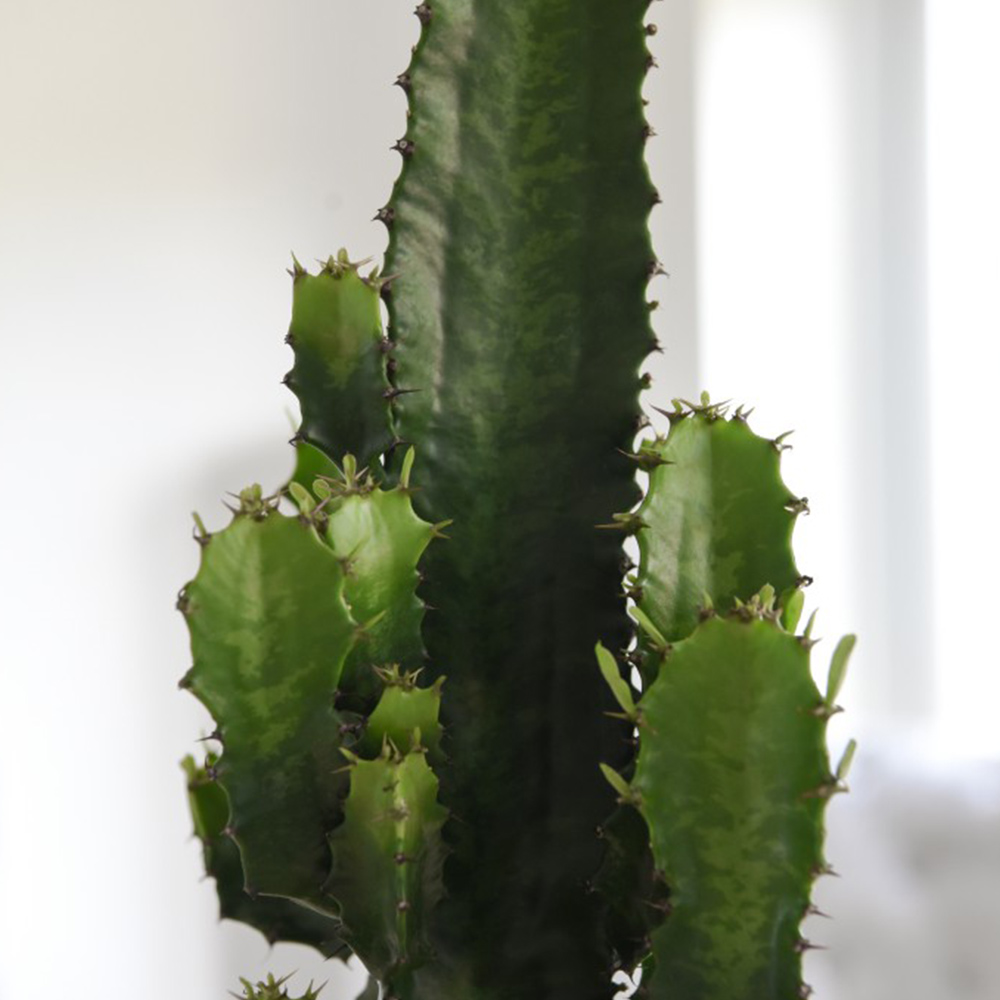 Euphorbia Acrurensis Suttons