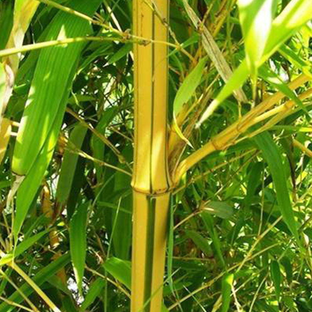 Phyllostachys Aurea | Suttons