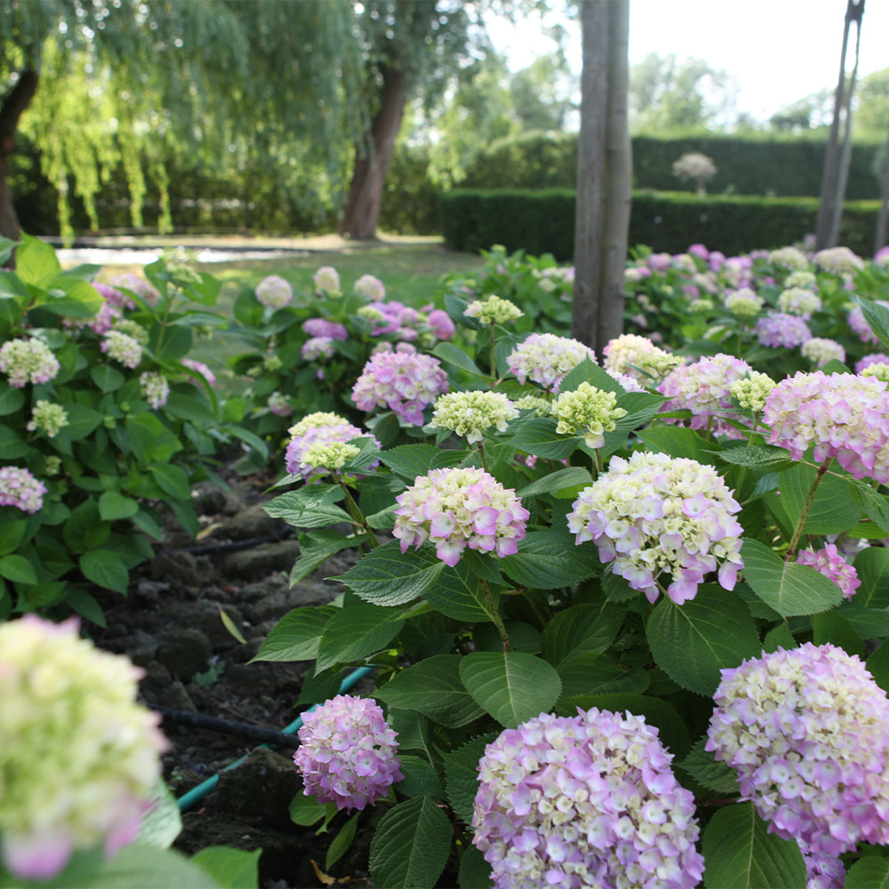 Endless Summer Hydrangea Original Shrub