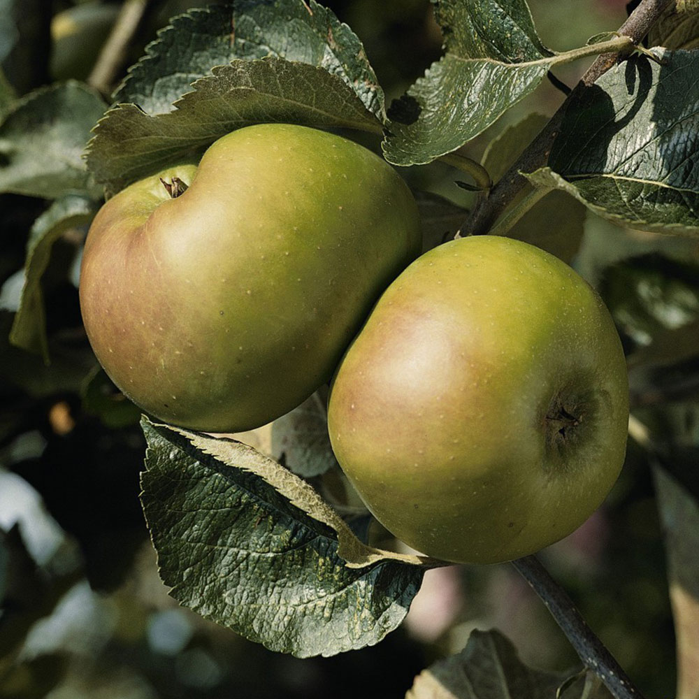 Apple Malus Bramley 20 Hardy Tree Suttons