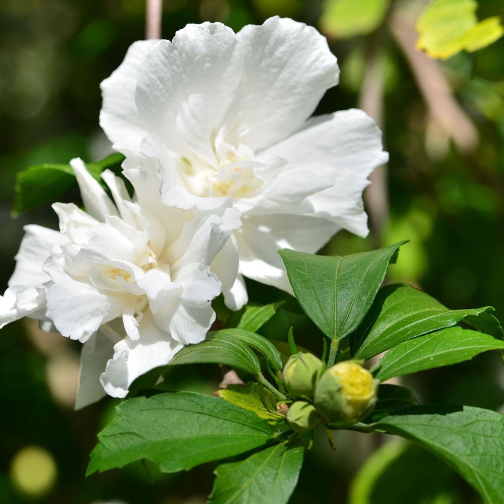 Hibiscus Syriacus White Pillar Suttons