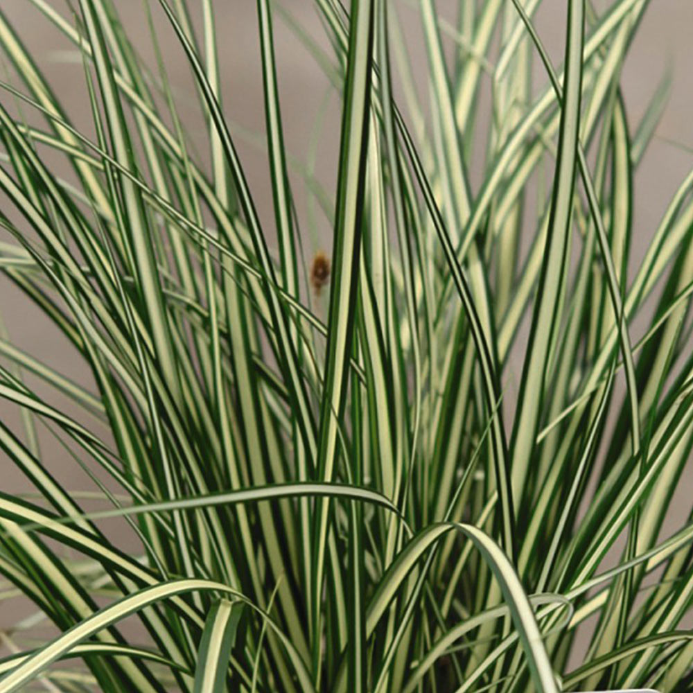 Carex Evergold ñ A Golden Green Ornamental Grass | Suttons