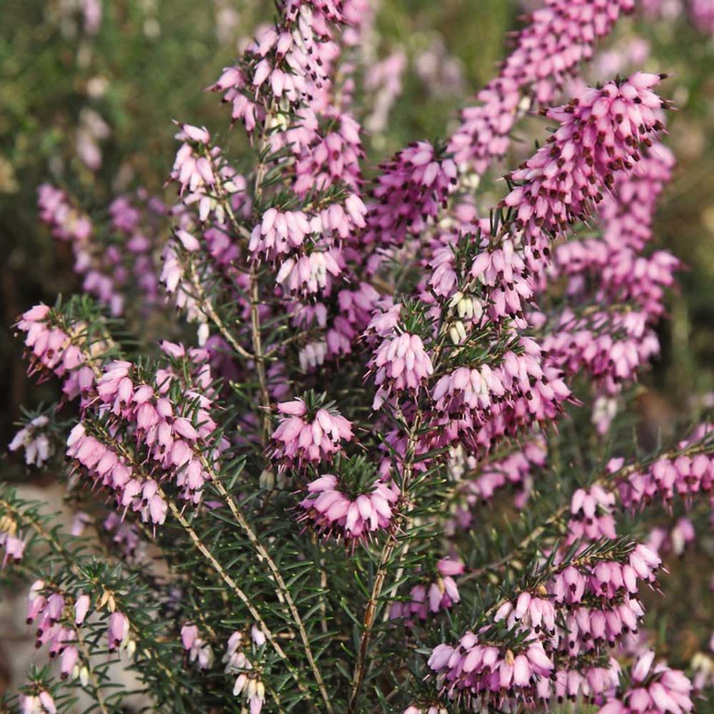 Heather Pink Spangles | Suttons