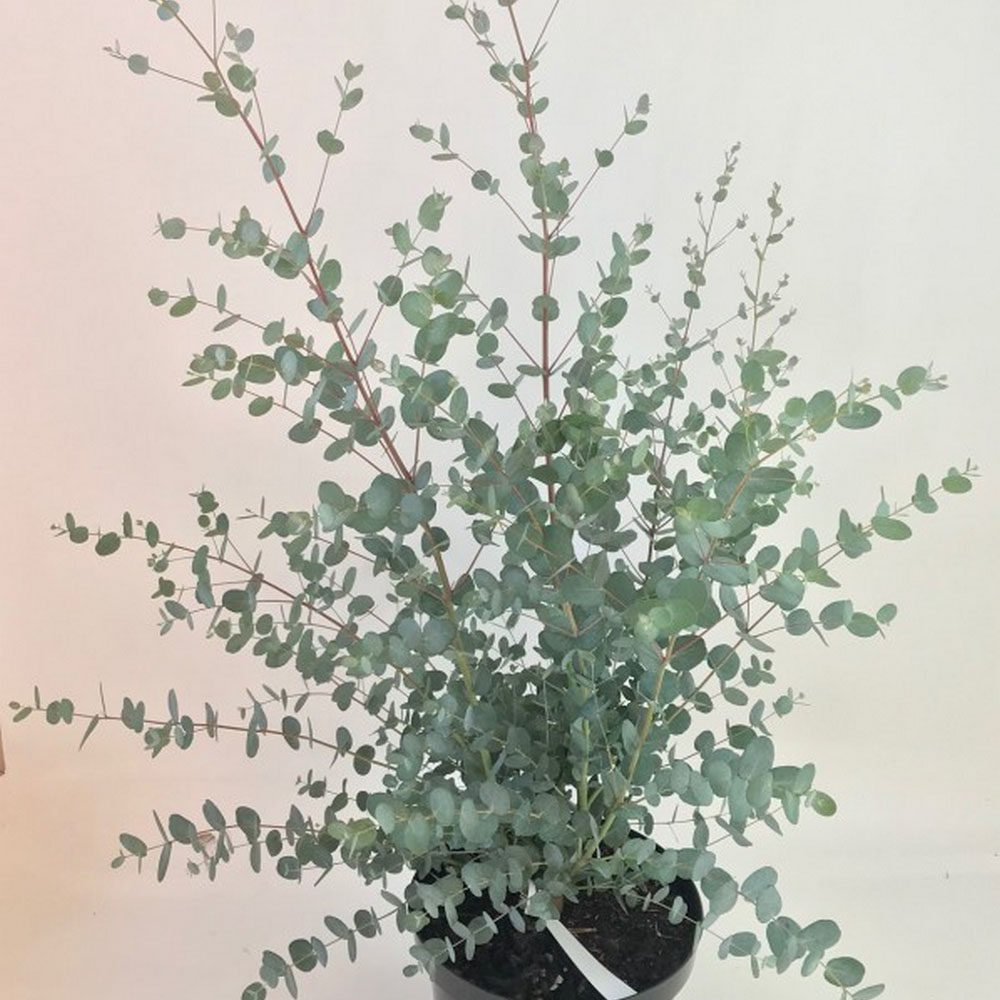 Eucalyptus gunnii 'Silverana' | Suttons
