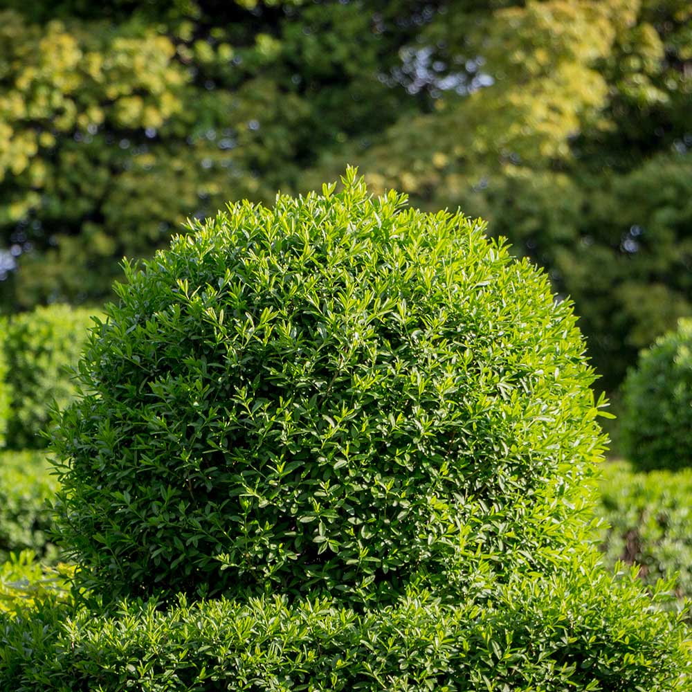 Ligustrum vulgare | Suttons