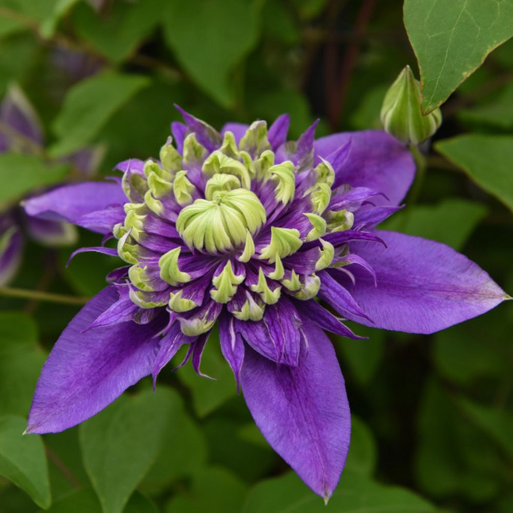 Clematis Plant - Taiga | Suttons