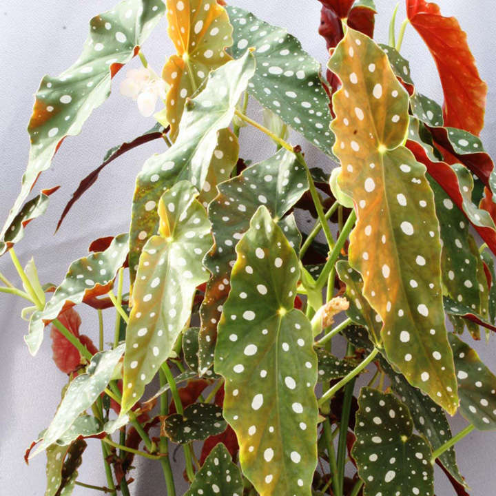 Begonia maculata 'Wightii' | Suttons