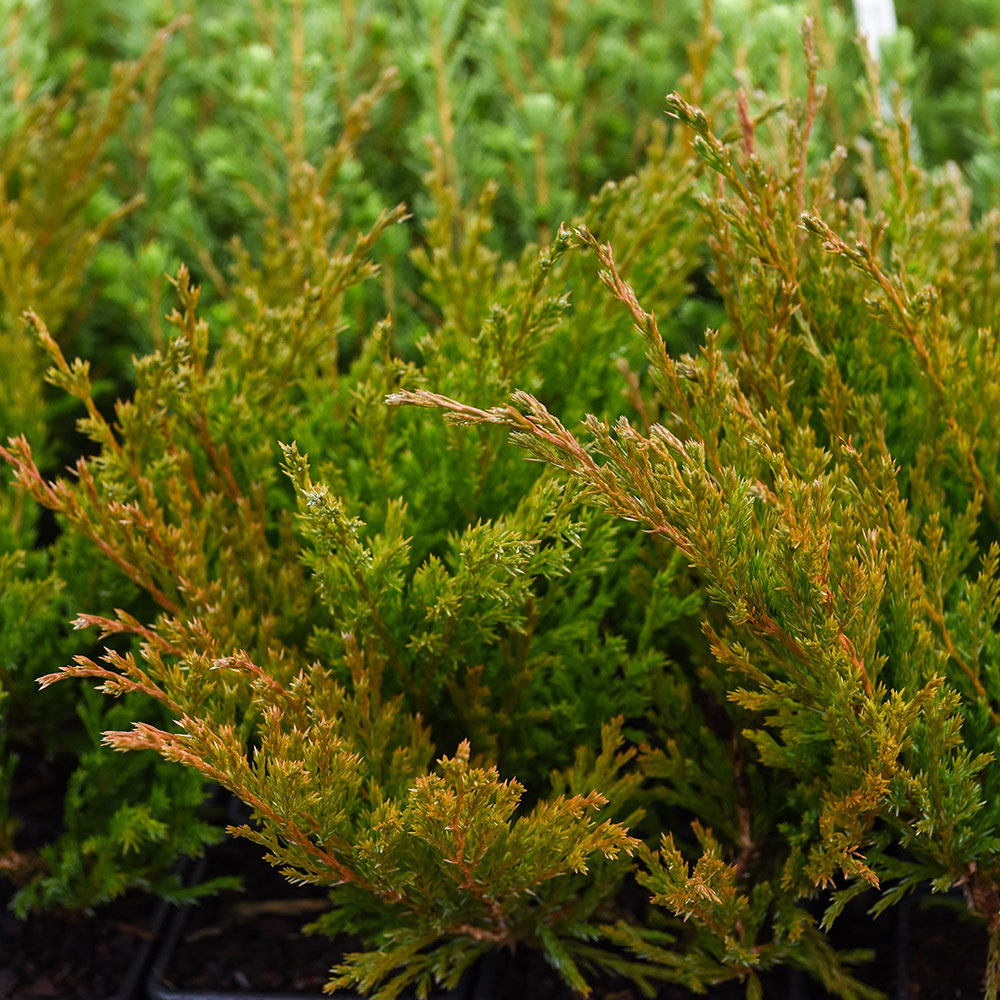 Juniperus Communis Plant Repanda Suttons 9501