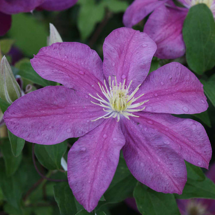 Clematis 'Sunset' | Suttons