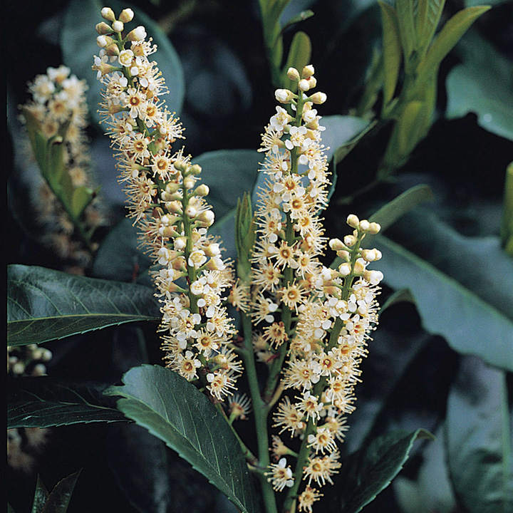 Prunus laurocerasus 'Etna' (Hedging) | Suttons