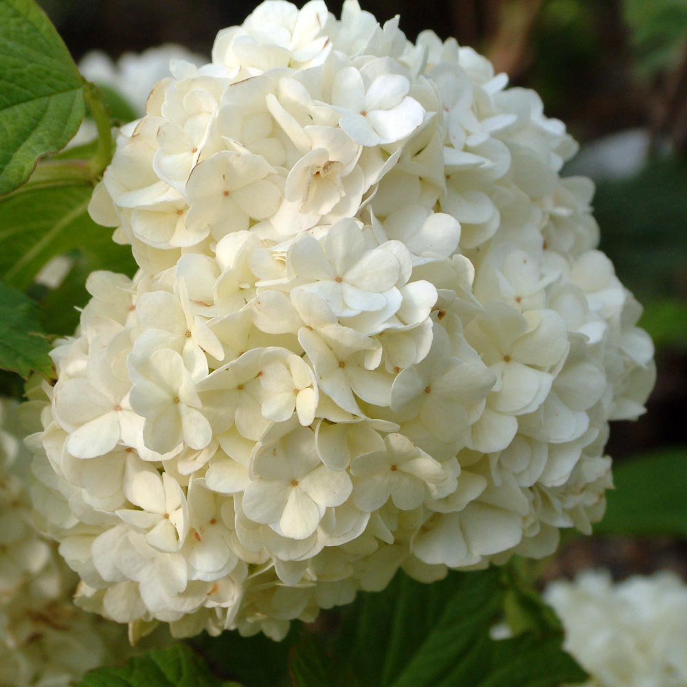 Viburnum Opulus Plant - Roseum | Suttons