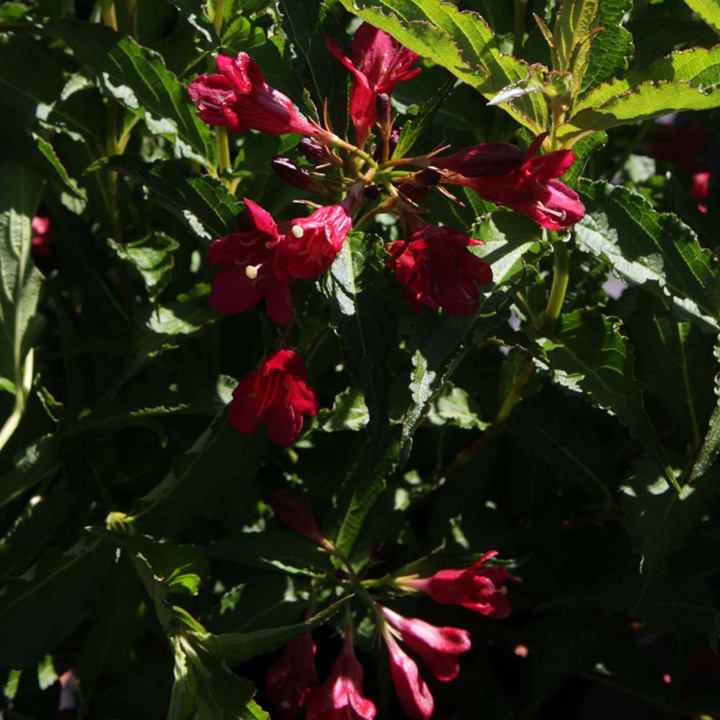 Weigela Plant - Nain Rouge® | Suttons