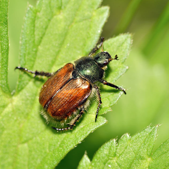 Garden Chafer Beetle Trap | Suttons