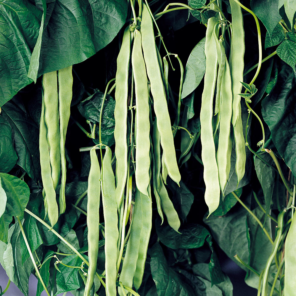 French Climbing Bean - Vitalis (Organic) Seeds | Suttons