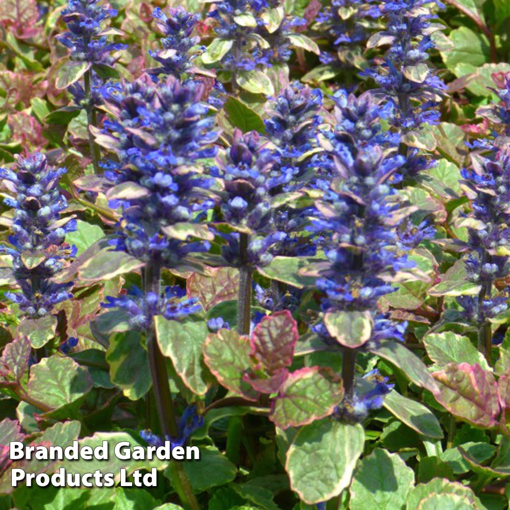 Ajuga reptans 'Burgundy Glow' | Suttons